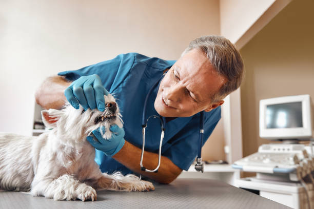 Best Emergency Dentist for Knocked-Out Tooth in Aspen Hill, MD